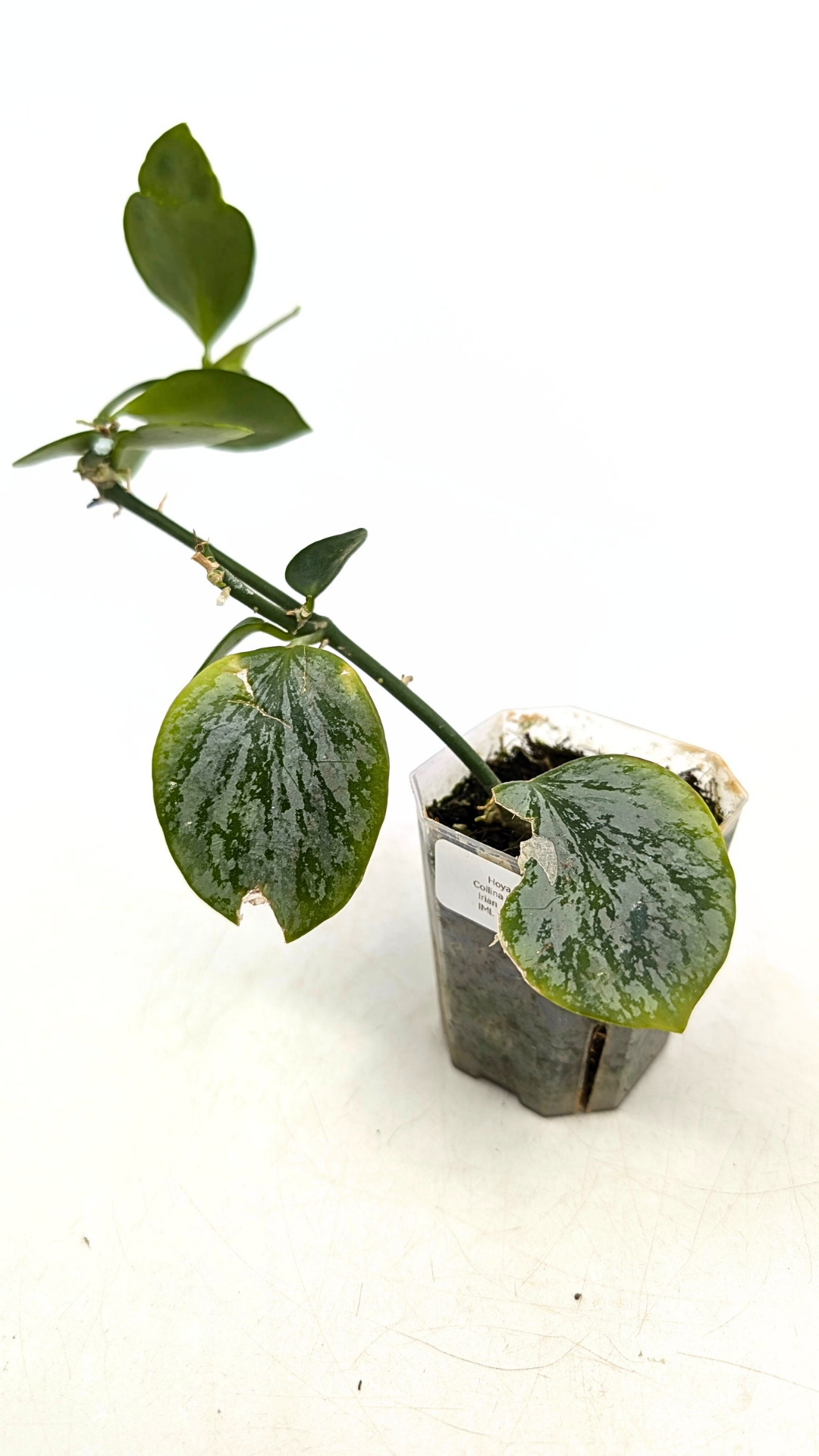 レア　ホヤ　Hoya Collina Biakensis サクララン レア ホヤ Hoya Collina Biakensis サクララン